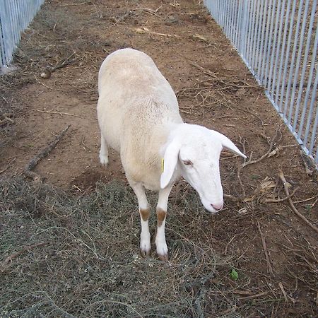 Centro De Agroecologia Y Medio Ambiente De Murcia Bullas Εξωτερικό φωτογραφία
