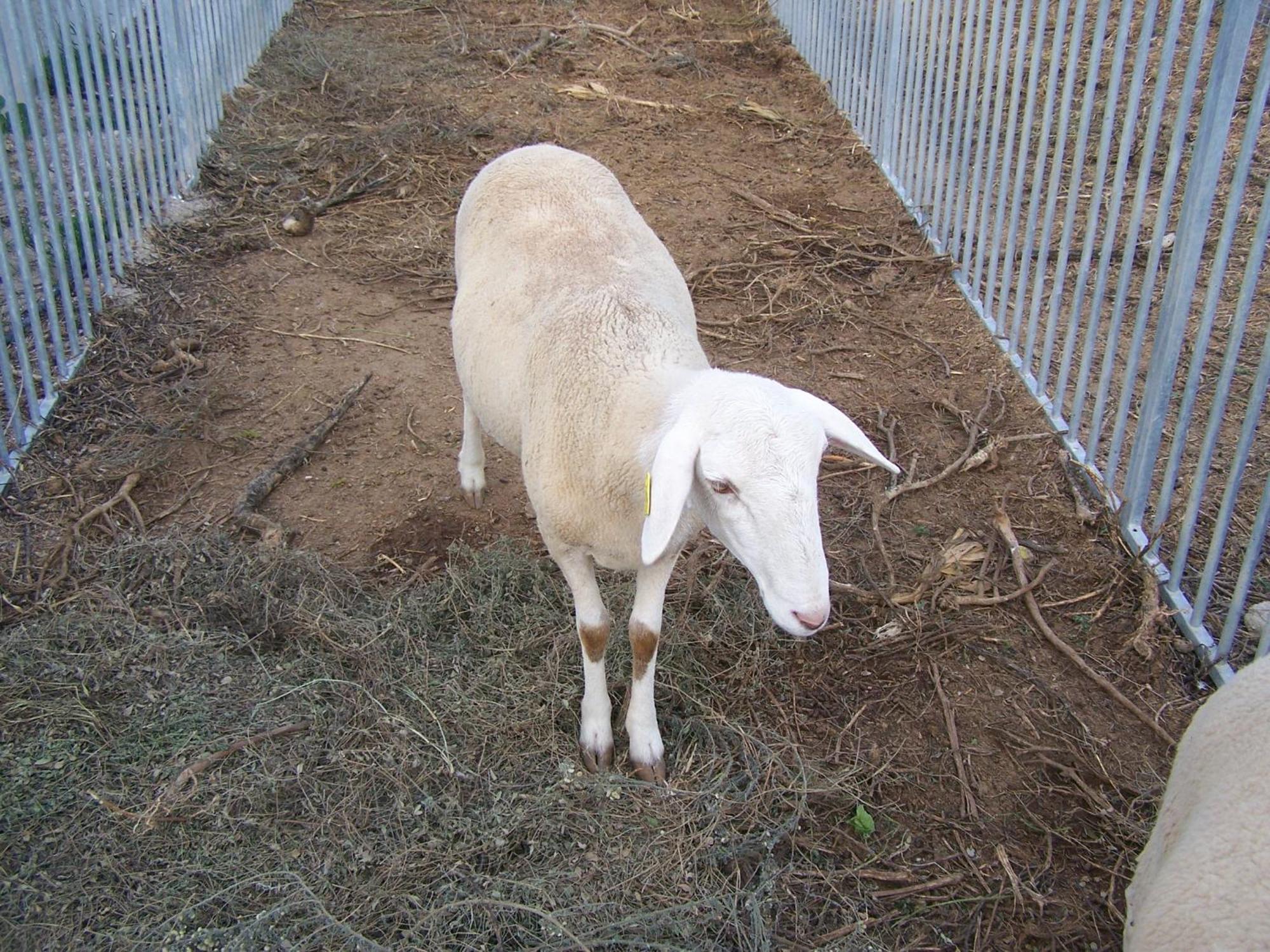 Centro De Agroecologia Y Medio Ambiente De Murcia Bullas Εξωτερικό φωτογραφία